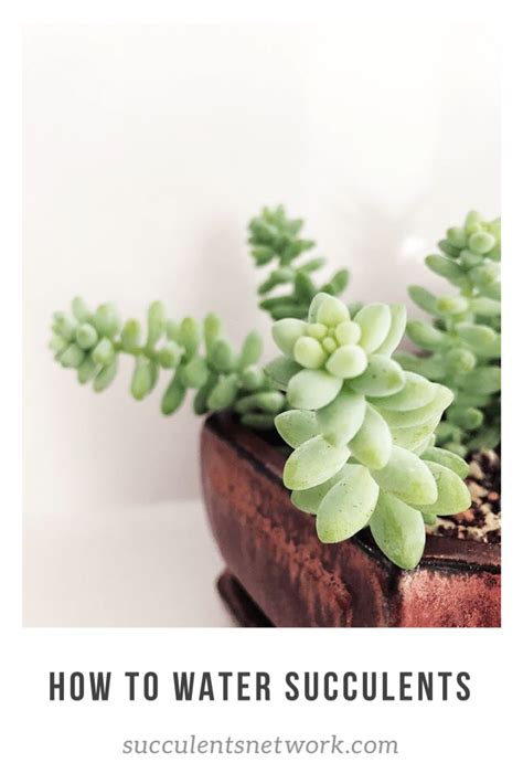 when to water succulent plant